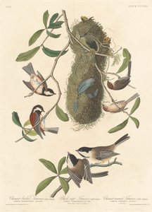 Titmouse المدعوم من الكستناء ، Titmouse الأسود وتوج الكستناء Titmouse ، 1837. بواسطة روبرت هافيل