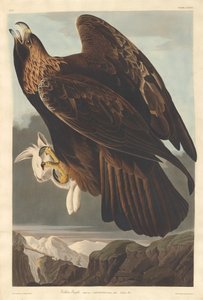 النسر الذهبي 1833. بواسطة روبرت هافيل