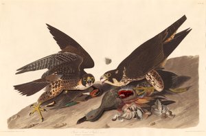 الصقر العظيم 1827. بواسطة روبرت هافيل