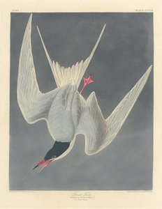 جريت تيرن ، 1836.