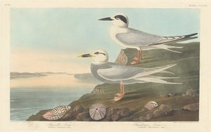 ترن هافيل وخطافير ترودو ، 1838. بواسطة روبرت هافيل