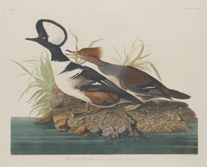 مقنع Merganser ، 1834. بواسطة روبرت هافيل