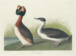 هورنيد جريب ، 1835. بواسطة روبرت هافيل