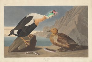 الملك داك ، 1835.