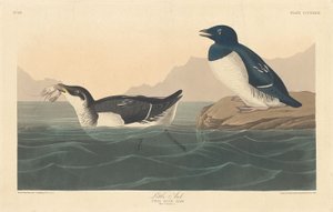 ليتل أوك 1836. بواسطة روبرت هافيل