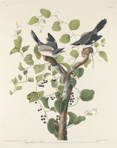صرد لوجيرهيد ، 1829.