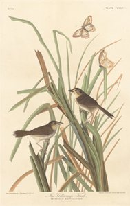 MacGillivray's Finch1837. بواسطة روبرت هافيل