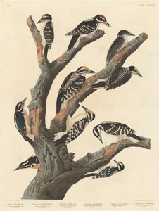 نقار الخشب ماريا ، 1838. بواسطة روبرت هافيل