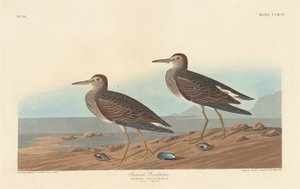 Pectoral Sandpiper، 1836. بواسطة روبرت هافيل