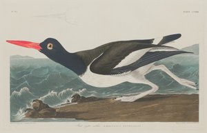 بييد أويستر كاتشر 1834.