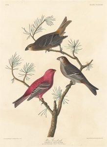 منقار الصنوبر 1837. بواسطة روبرت هافيل