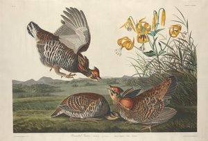 Pinnated Grous1834. بواسطة روبرت هافيل