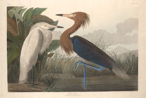 مالك الحزين الأرجواني ، 1835. بواسطة روبرت هافيل