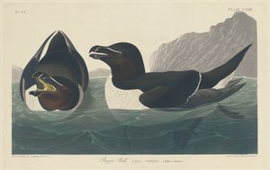 رازور بيل ، 1834. بواسطة روبرت هافيل