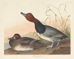 بطة حمراء الرأس 1836. بواسطة روبرت هافيل