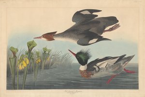 مرجانسر أحمر الصدر ، 1838. بواسطة روبرت هافيل