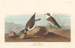 رينج بلوفر ، 1836. بواسطة روبرت هافيل