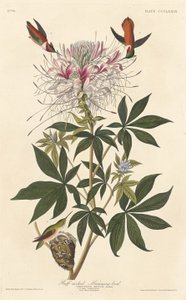 طائر الطنان ذو العنق راف 1837. بواسطة روبرت هافيل