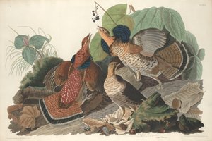 روفد جروس 1828.