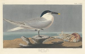 ساندويتش تيرن ، 1835. بواسطة روبرت هافيل