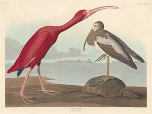 أبو منجل القرمزي 1837