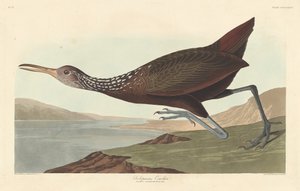 Scolopaceus كورلان 1837. بواسطة روبرت هافيل