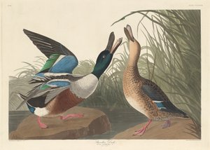 بطة المجرفة 1836. بواسطة روبرت هافيل