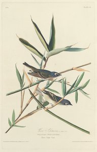 صائد الذباب الانفرادي 1828. بواسطة روبرت هافيل