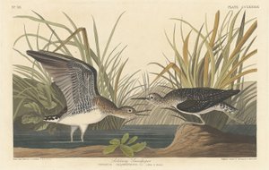 طائر الرمل الانفرادي 1836. بواسطة روبرت هافيل