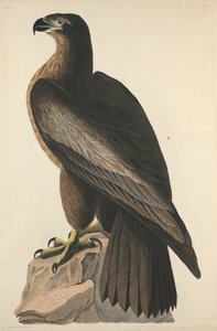 طائر واشنطن أو نسر البحر الأمريكي العظيم ، 1827.