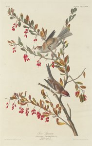 شجرة العصفور ، 1834. بواسطة روبرت هافيل