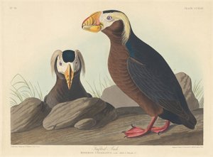 معنقدة أوك 1835. بواسطة روبرت هافيل