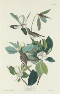 Warbling Flycatcher 1831. بواسطة روبرت هافيل
