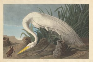 مالك الحزين الأبيض 1837.
