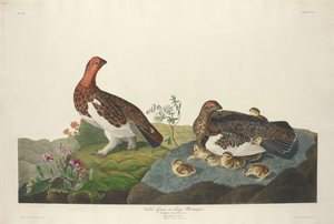 ويلو جروس 1834. بواسطة روبرت هافيل