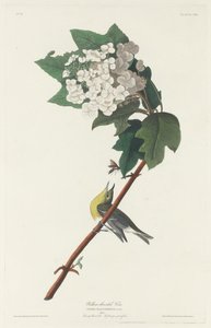 Vireo أصفر الحلق ، 1831. بواسطة روبرت هافيل