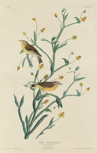 Yellow Red-Poll Warbler1832. بواسطة روبرت هافيل