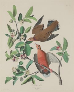 زنيدة دوف 1833.