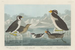 Guillemot ذو الحلق الأسود ، Auk ذو المنقار النوبيد ، Auk الملتف المتوج ، Guillemot ذو المنقار ذو المنقار الأسود