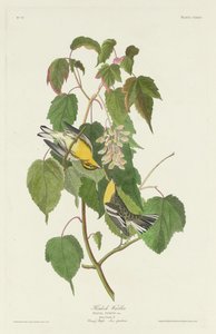 هيملوك الدخلة بواسطة Robert Havell after John James Audubon