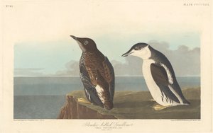 رفيعة فاتورة Guillemot بواسطة روبرت هافيل بعد جون جيمس أودوبون