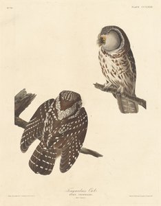 بومة تنجمالم بواسطة Robert Havell after John James Audubon