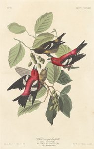 Crossbill أبيض الأجنحة بواسطة روبرت هافيل بعد جون جيمس أودوبون
