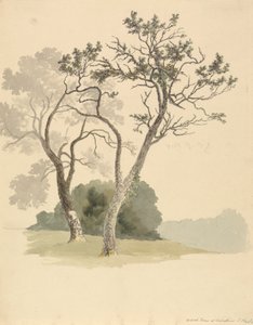 أشجار البستان في Under River بالقرب من Knole بواسطة روبرت هيلز