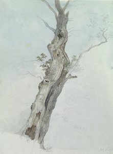 دراسة شجرة ، c.1800-05 (مرحاض فوق الجرافيت على الورق) بواسطة روبرت هيلز