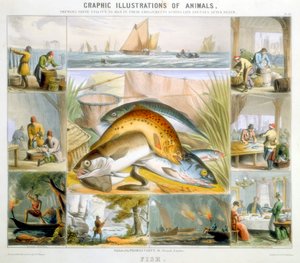 السمك ، c1850
