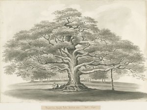 بليثفيلد - أوك باجوت: رسم بني داكن ، 1833 بواسطة روبرت نويز