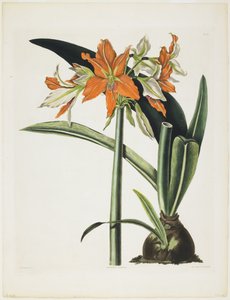 أماريليس فولجيدا (أماريليس مخطط الأنابيب) ، 1831-1834 (أكواينتنت مع نقش ، مطبوع بالألوان وملون باليد)