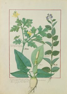 أكبر بقلة الخطاطيف أو الخشخاش ، Solanum أو Nightshade ، و Aron ، التوضيح من كتاب الأدوية البسيطة بواسطة Mattheaus Platearius 113v بواسطة Robinet Testard