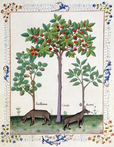 البندق بوش (يسار) وشجرة الكرز (في الوسط) ، رسم توضيحي من كتاب الأدوية البسيطة لماتياس بلاتيريوس 162 و بواسطة Robinet Testard